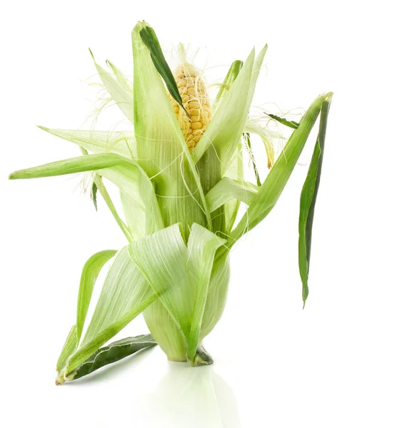 Färsk majs på kolven — Stockfoto