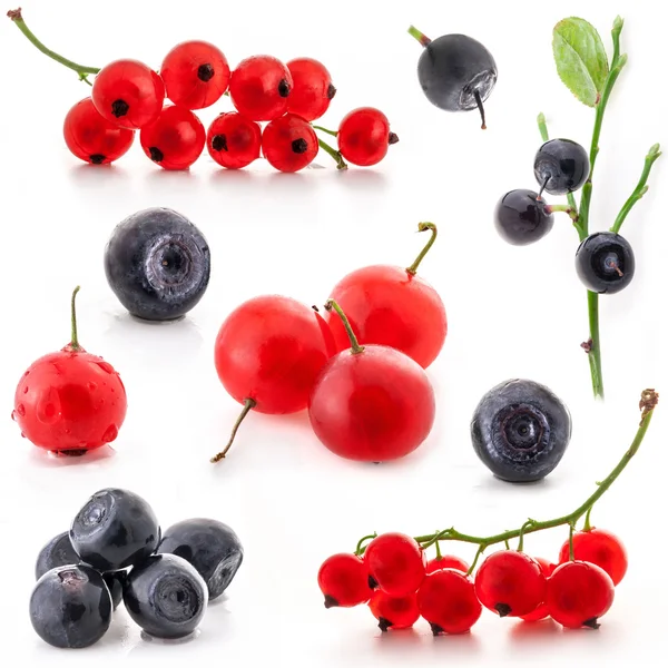Red currant and bilberry — Stock Photo, Image