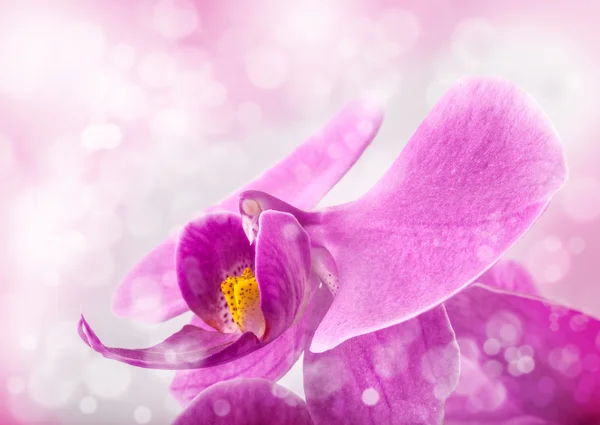 Orchid blommor — Stockfoto