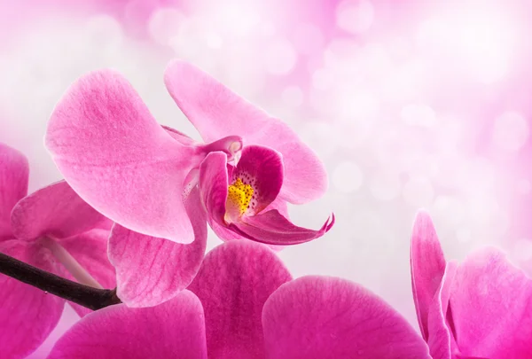 Orchid flowers — Stock Photo, Image