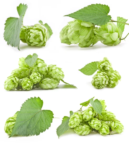 Collection of Hops — Stock Photo, Image
