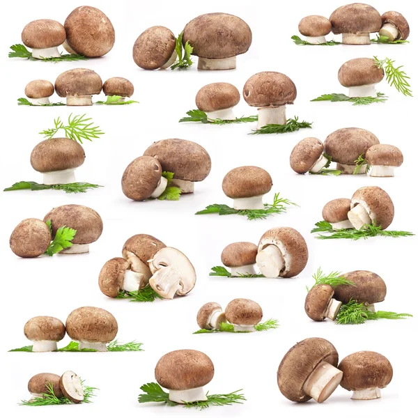 Coleção de Cogumelo fresco — Fotografia de Stock