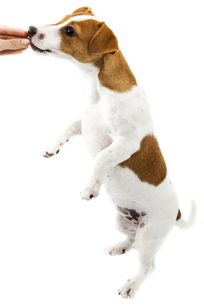 stock image Puppy on white