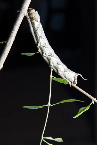Wurm auf Pflanze — Stockfoto