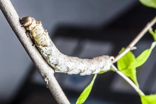 Bitki üzerinde solucan — Stok fotoğraf