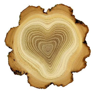 Heart of tree - growth rings of acacia tree - cross section clipart