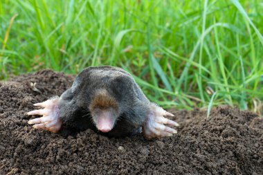 Mole and molehill on garden clipart