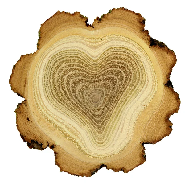 Coração de árvore - anéis de crescimento de árvore de acácia - seção transversal — Fotografia de Stock