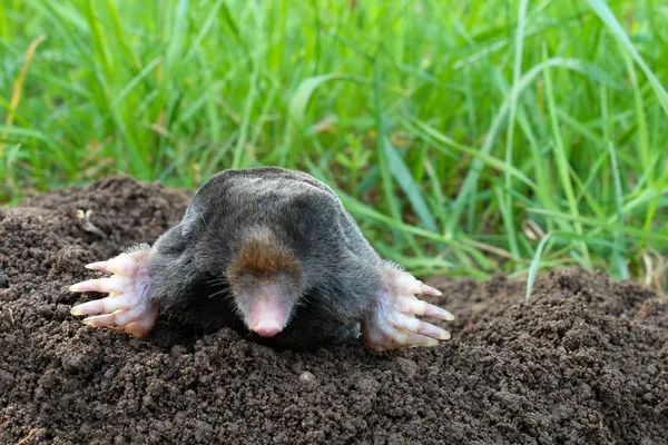 Mole and molehill on garden — Stock Photo, Image