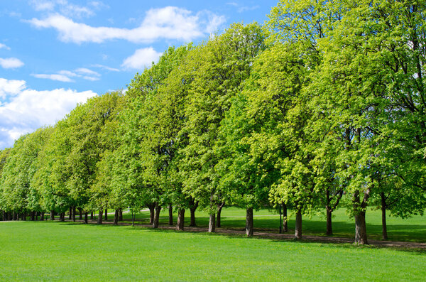 Линия деревьев в популярном парке Вигеланд
