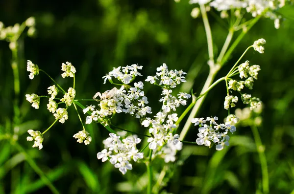 Małe, piękne białe kwiaty na łące — Zdjęcie stockowe