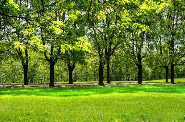 Tree line in Vigeland park — Stock Photo, Image