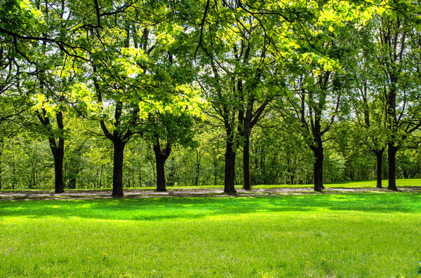 Tree line in Vigeland park in Oslo, Norway