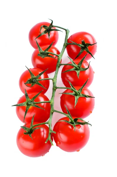 Kiraz domates Şubesi — Stok fotoğraf
