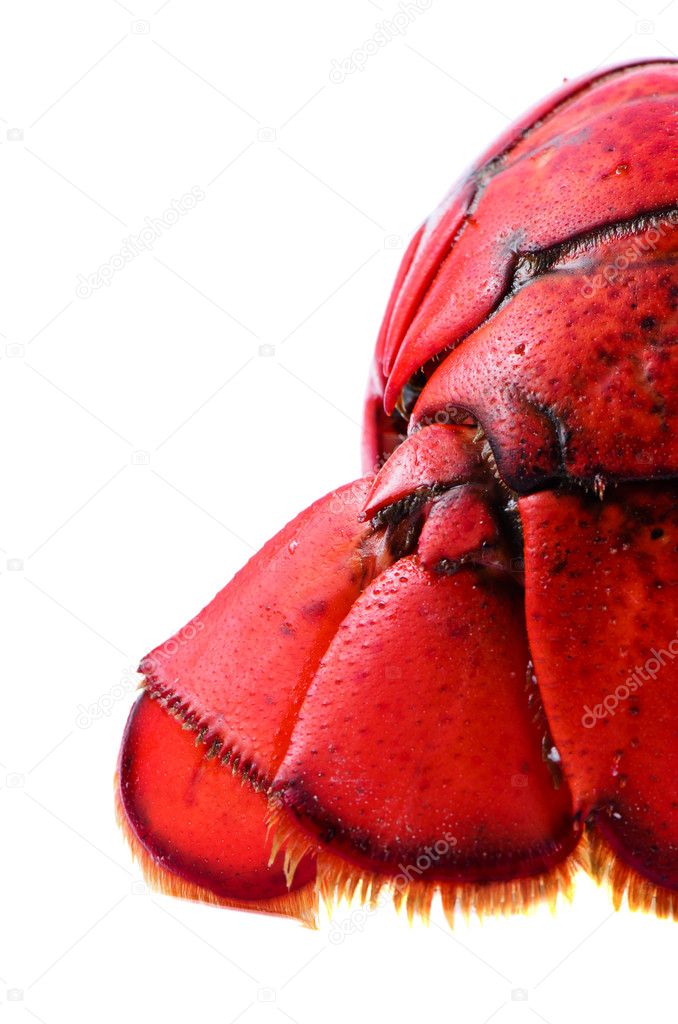 Tail of lobster
