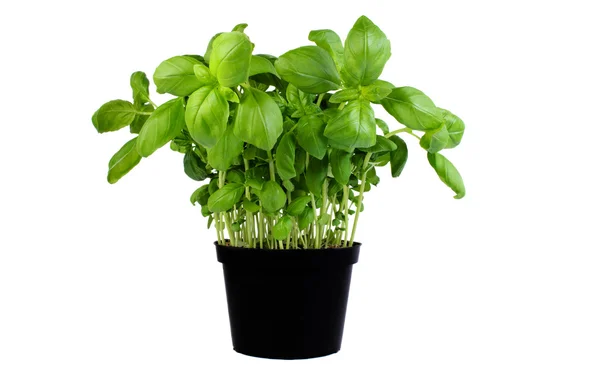 stock image Basil growing in a pot