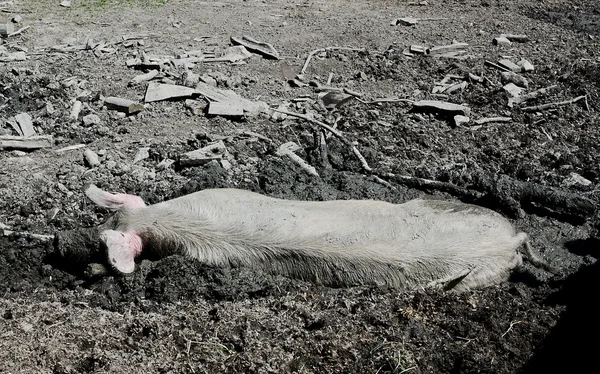 stock image Pig resting in mud