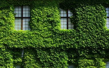 Green wall clipart