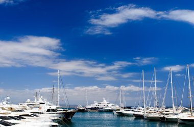 Palma marina clipart