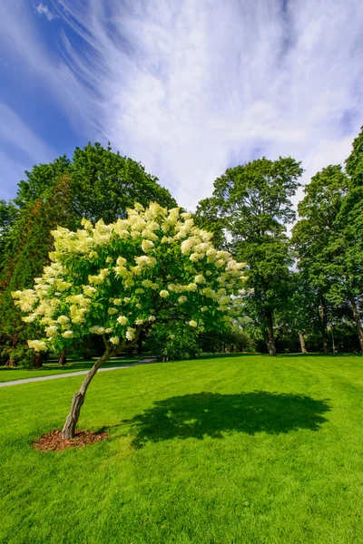Lone blommande träd — Stockfoto