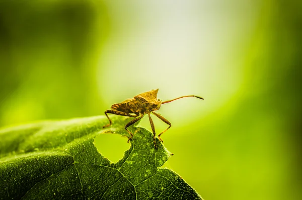 Bug on leaf — Stock Photo, Image