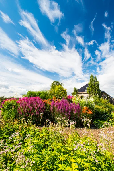 Flowerbed gökyüzü — Stok fotoğraf