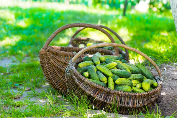 Cucumbers in basket — Stock Photo, Image