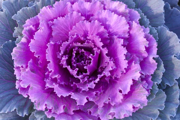 Chou décoratif violet . — Photo