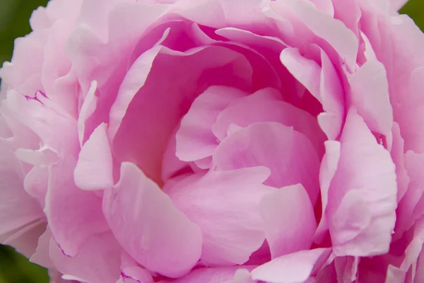 Pretty pink peony. — Stock Photo, Image