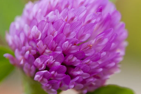 Red clover flower. — Stock Photo, Image