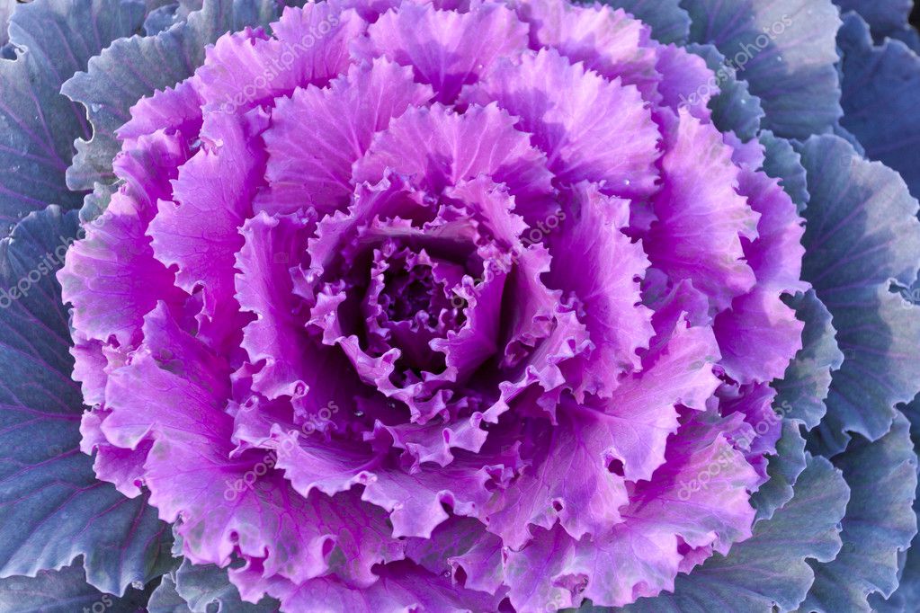 purple decorative cabbage.