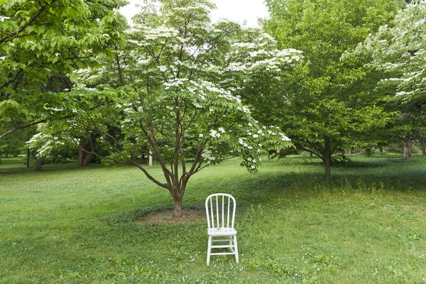 Białe krzesła w parku. gotowy do sesji zdjęciowej. — Zdjęcie stockowe