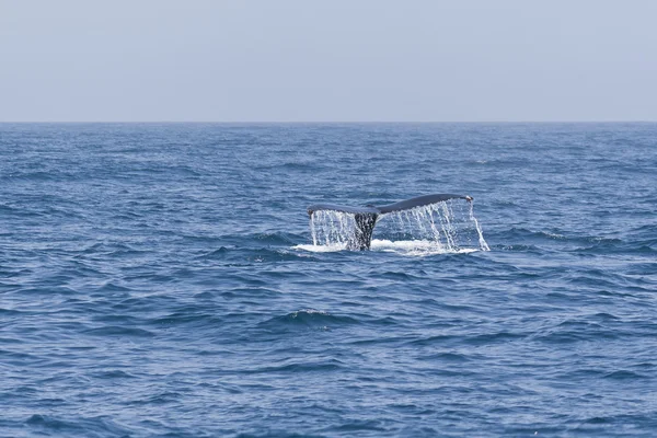 Kambur balina fluking kuyruk Pasifik Okyanusu. — Stok fotoğraf