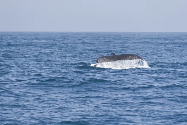 在太平洋驼背鲸 fluking 尾. — 图库照片