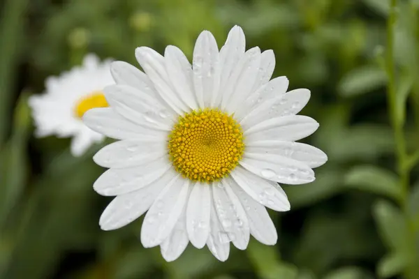 Marguerites blanches et jaunes dans le jardin — Photo