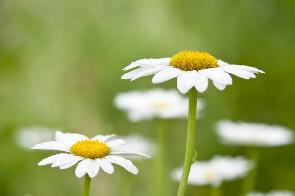 White and yellow daisies in the garden — Stock Photo, Image