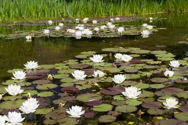 stock image Water lily (Nymphaea alba) in the pond