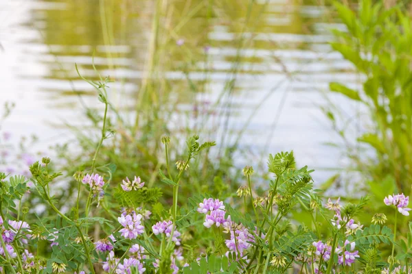 野生花卉背景模糊的湖 — 图库照片