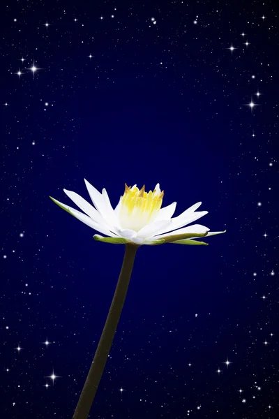 Lotus white night sky background — Stock Photo, Image