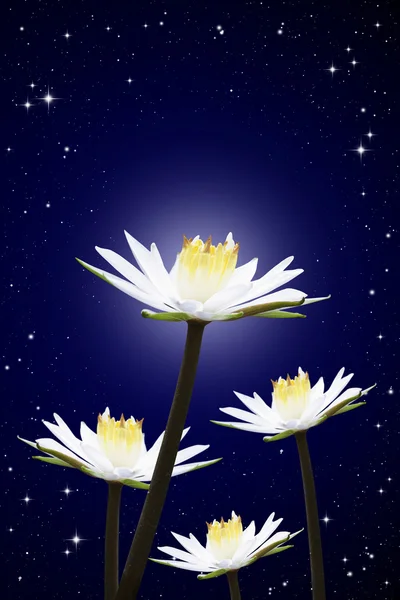 Lotus bianco notte cielo sfondo — Foto Stock