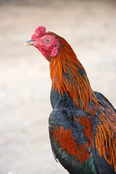 Thai cock — Stock Photo, Image