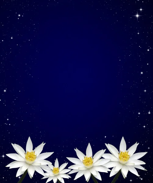 Lotus bianco notte cielo sfondo — Foto Stock