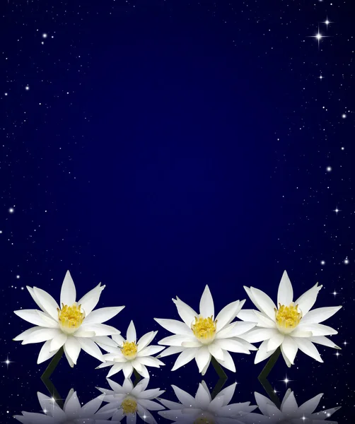 Lotus weißer Nachthimmel Hintergrund — Stockfoto