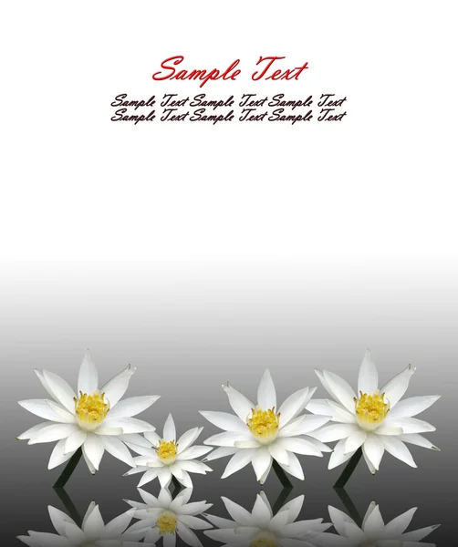 Lotus bílé — Stock fotografie