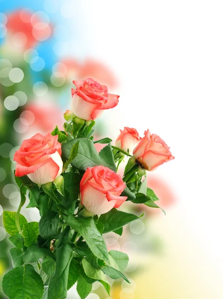 Pozadí s krásnou růží — Stock fotografie