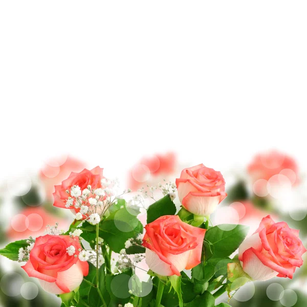 Tło z piękną różę — Zdjęcie stockowe