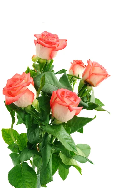 Pozadí s krásnou růží — Stock fotografie