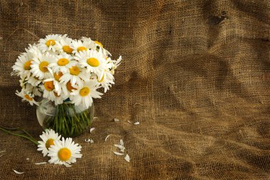 Rustic daisy bouquet in vintage style with background for text clipart