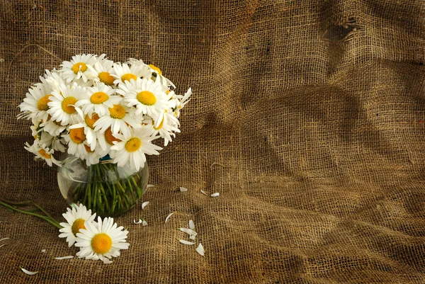 Rustic daisy bouquet in vintage style with background for text — Stock Photo, Image