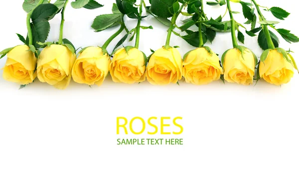 stock image Beautiful yellow roses background